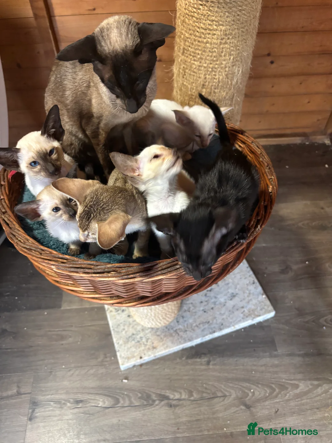 Siamese cats for sale: Siamese and orientals - Advert 12