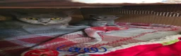 Mixed Breed cats for sale: 6x Gorgeous kittens - Advert 22