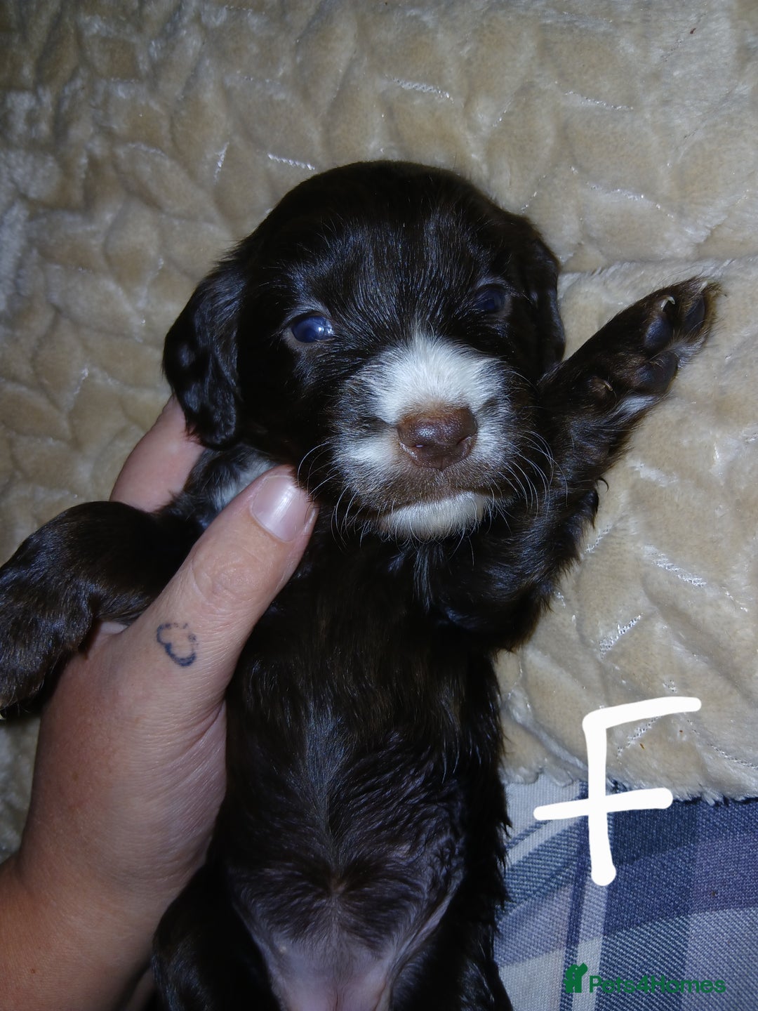 Sprocker dogs for sale: Beautiful sproker pups  - Image 5