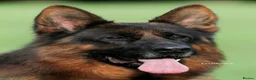German Shepherd dogs for sale: Beautiful German shepherd puppies 1 left - Advert 22