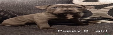 Staffordshire Bull Terrier Puppy 2