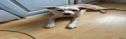 Mixed Breed dogs for adoption: Latte for adoption in Leigh-on-Sea - Advert 2