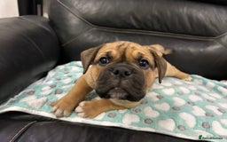 Old Tyme Bulldog dogs for sale: Old Tyme Bulldog puppies for sale - Image 2