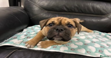 Old Tyme Bulldog dogs - Advert 5
