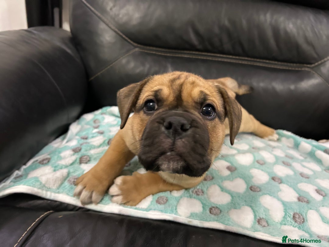 Old Tyme Bulldog dogs for sale: Old Tyme Bulldog puppies for sale - Image 2