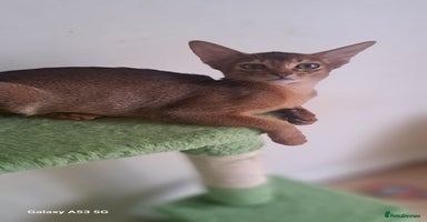 Abyssinian cats - Advert 3