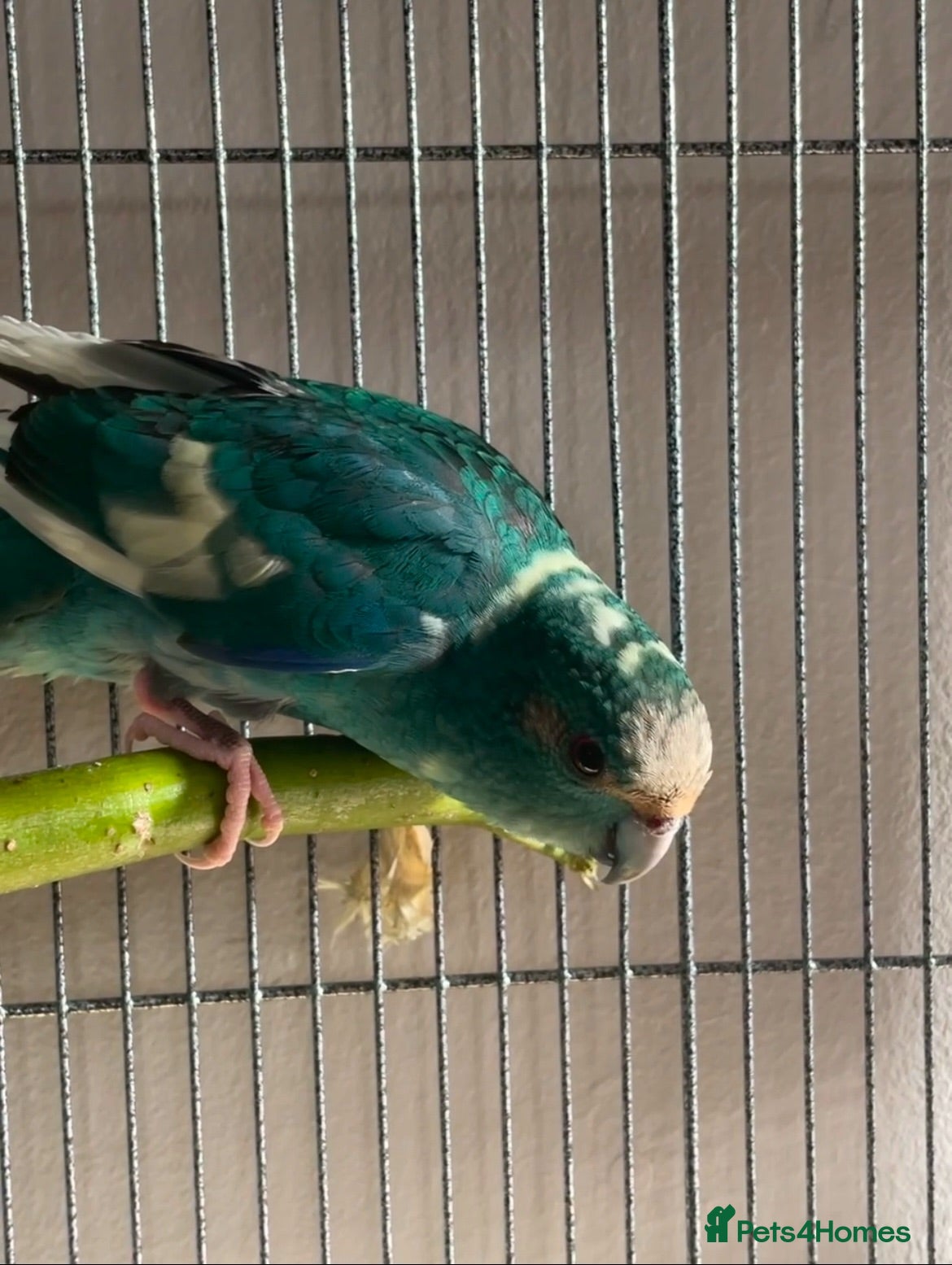 Mixed Breed birds 1 year old male kakariki - Advert 2