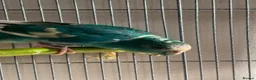 Mixed Breed birds for sale: 1 year old male kakariki in Huddersfield - Advert 1