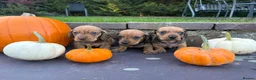 Miniature Dachshund dogs for sale: Gorgeous red mini Dachsund puppies - Advert 7