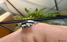 Frog reptiles for sale: Amazon Milk Frog - Image 4