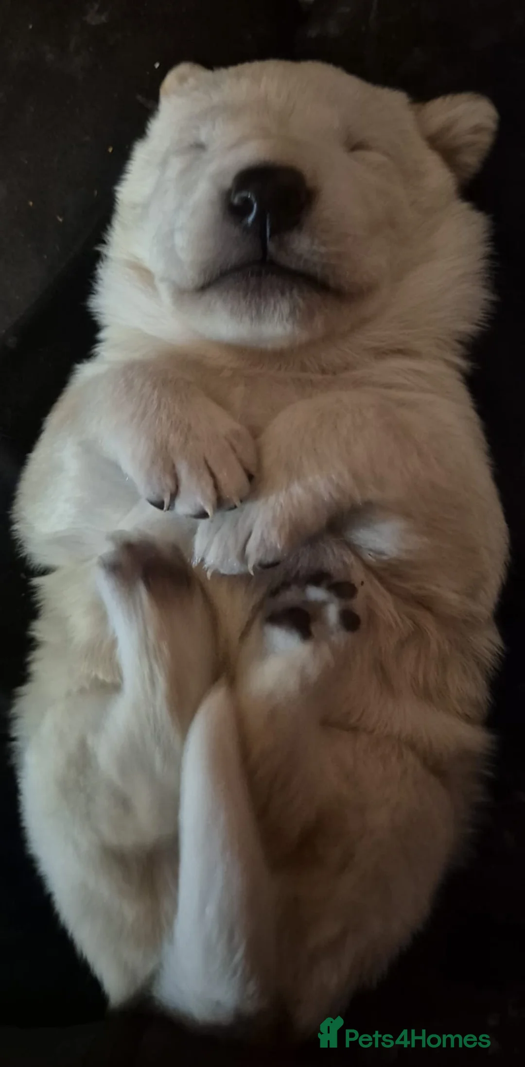 Mixed Breed dogs for sale: Gsd x labs - Advert 5