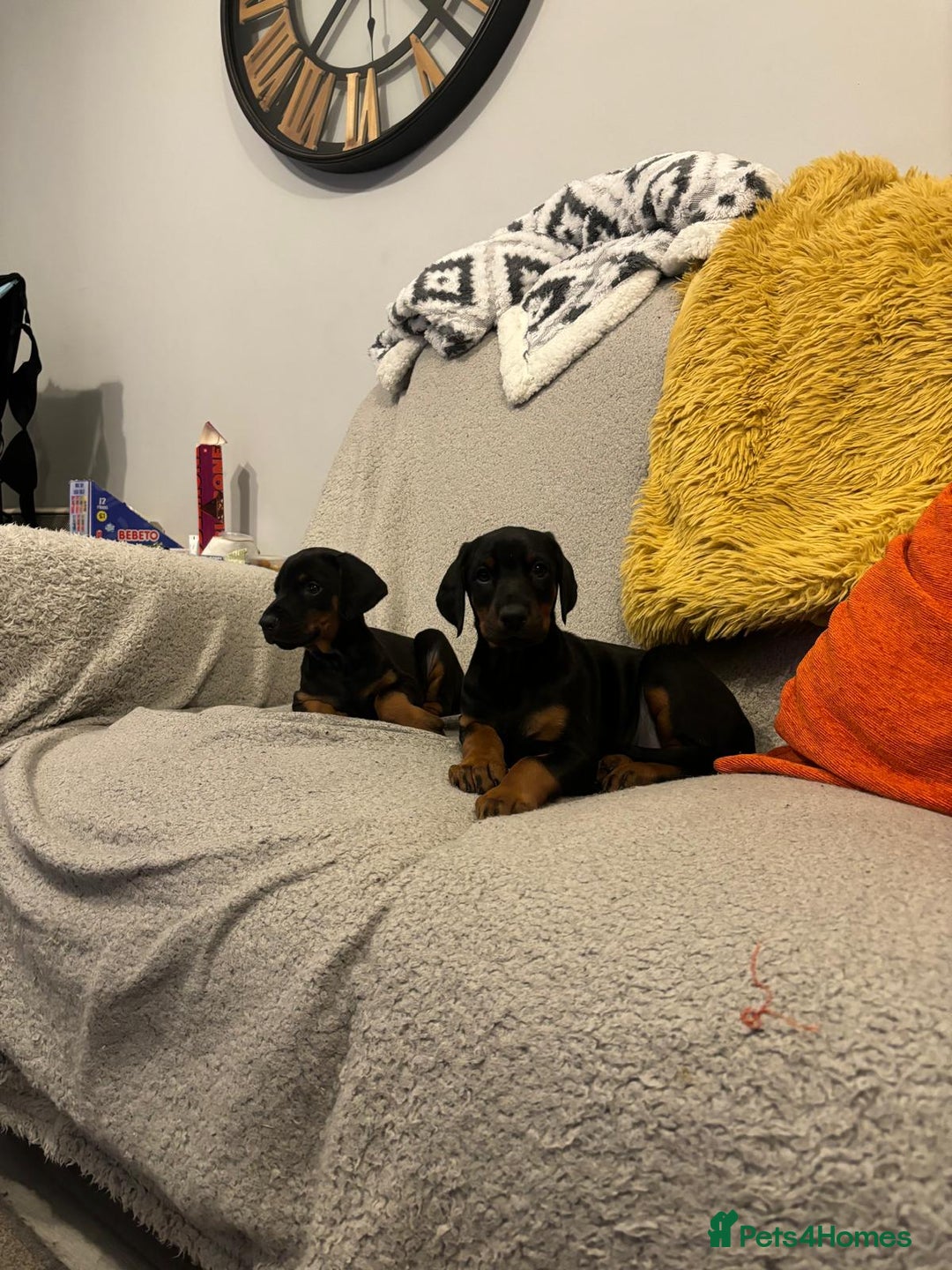 Dobermann dogs for sale: Black and Tan Doberman puppies for sale  - Advert 4