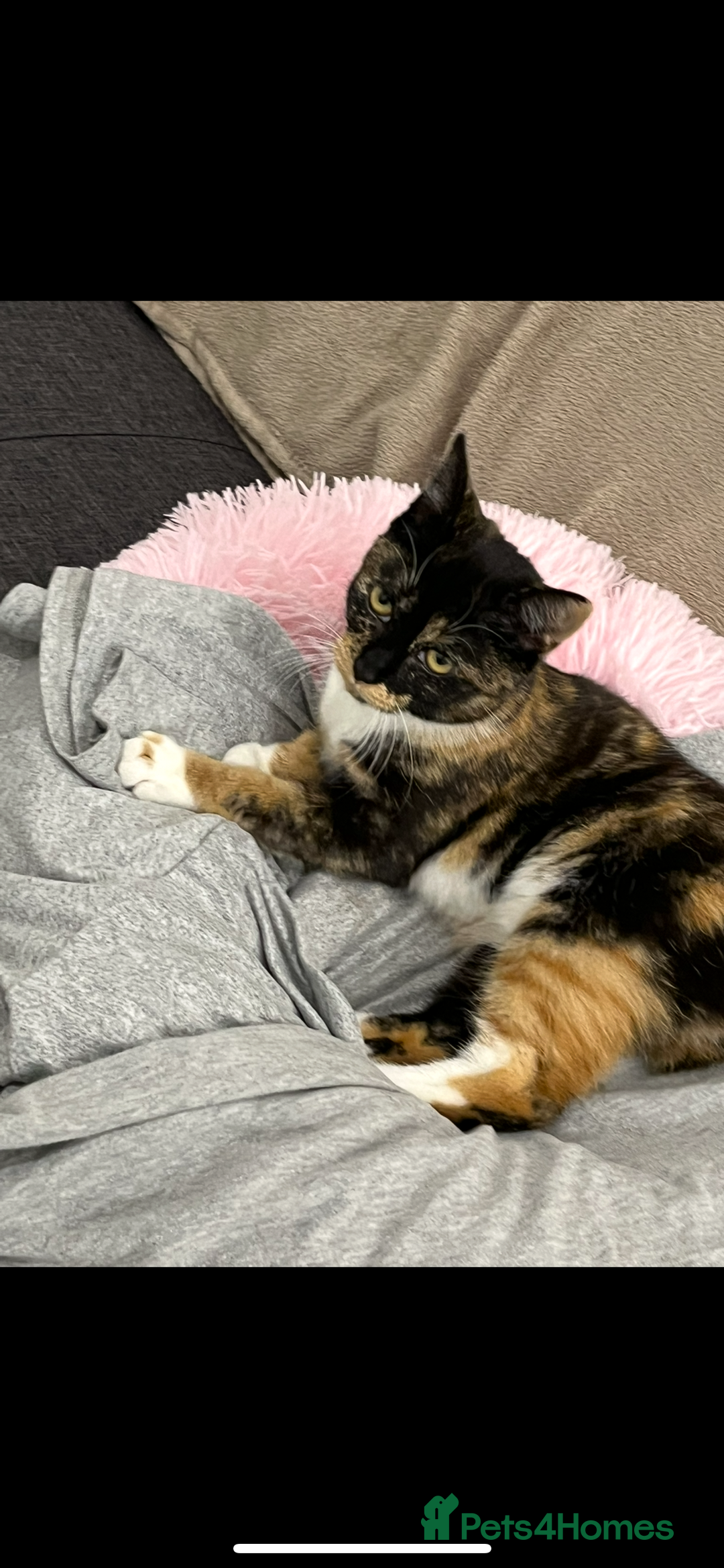 Domestic Shorthair cats for sale: Meet Cali✨ - Advert 2