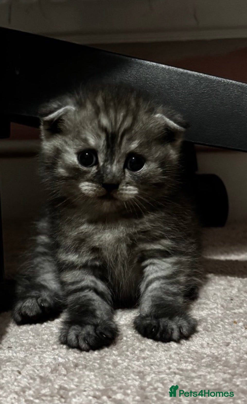 Scottish Fold cats  Scottish fold x  BSH 8 week old kittens  - Advert 5