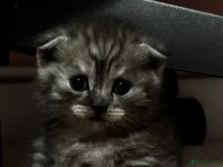 Scottish Fold cats Scottish fold x BSH 8 week old kittens - Advert 1