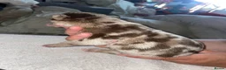 Mixed Breed dogs for sale: Cane shepherds - Advert 14