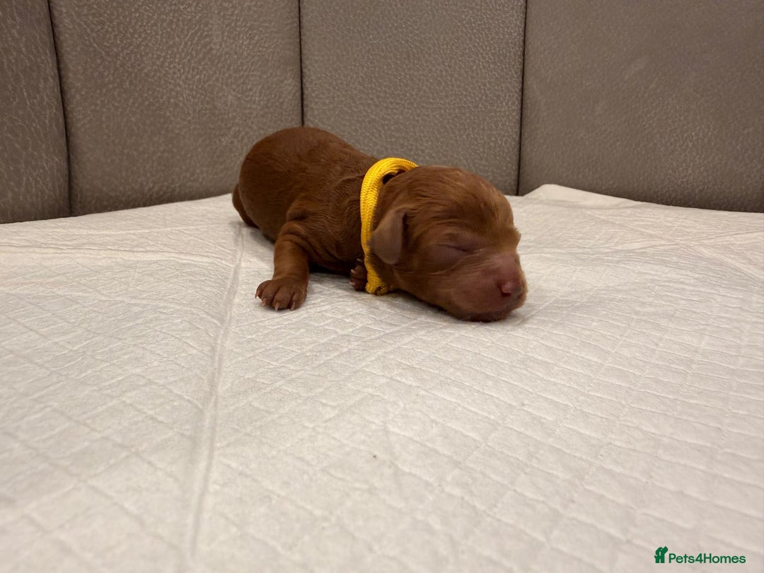 Mini Goldendoodle dogs for sale: Deep Red Mini Goldendoodle  - Advert 6