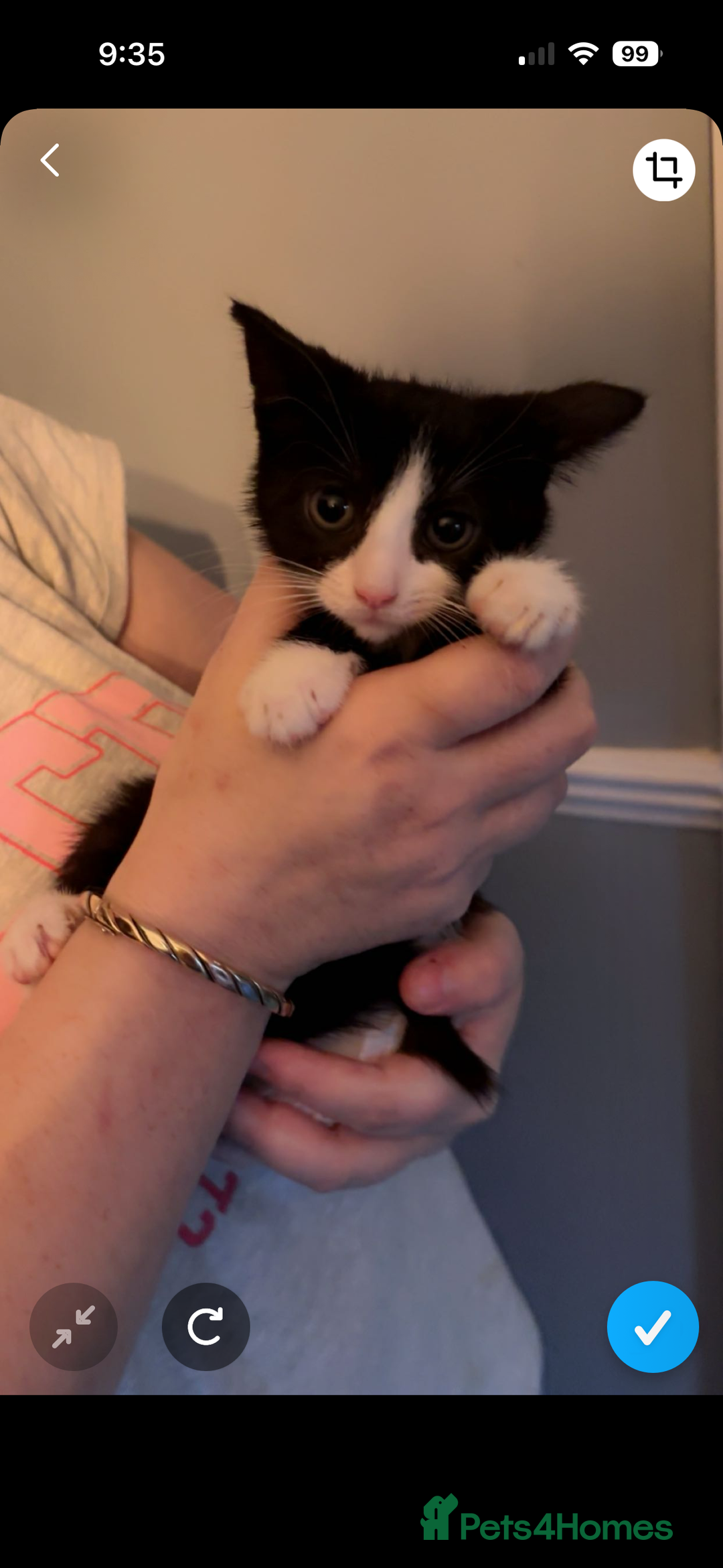 Mixed Breed cats for sale: READY NOW FOR THERE FOREVER HOMES - Image 12