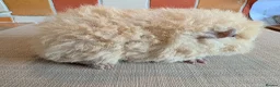 Guinea Pig rodents for sale: Gorgeous alpaca boys looking for their 5* home - Advert 8