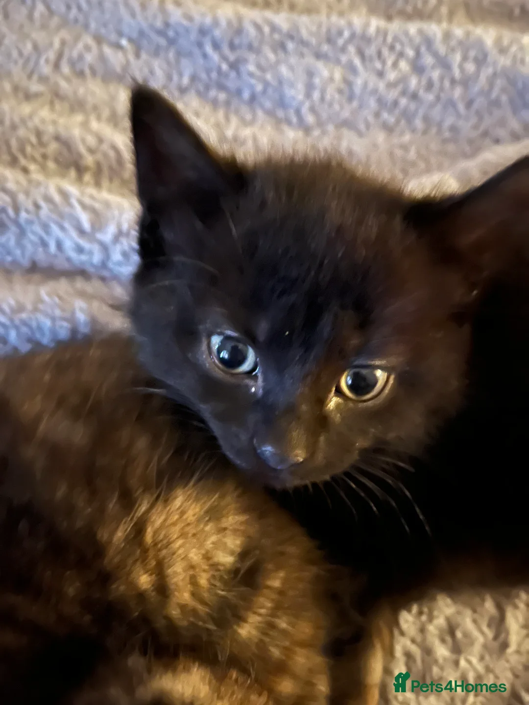 Brazilian Shorthair cats for sale: 4 fluffy kittens  - Advert 2