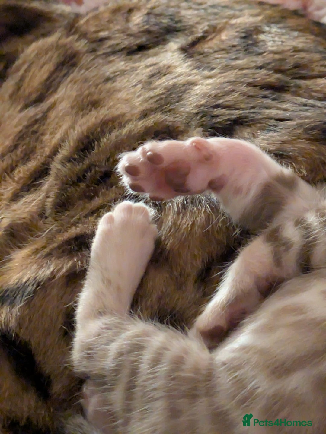 Bengal cats for sale: Family Raised TICA Bengal Kittens - Advert 2