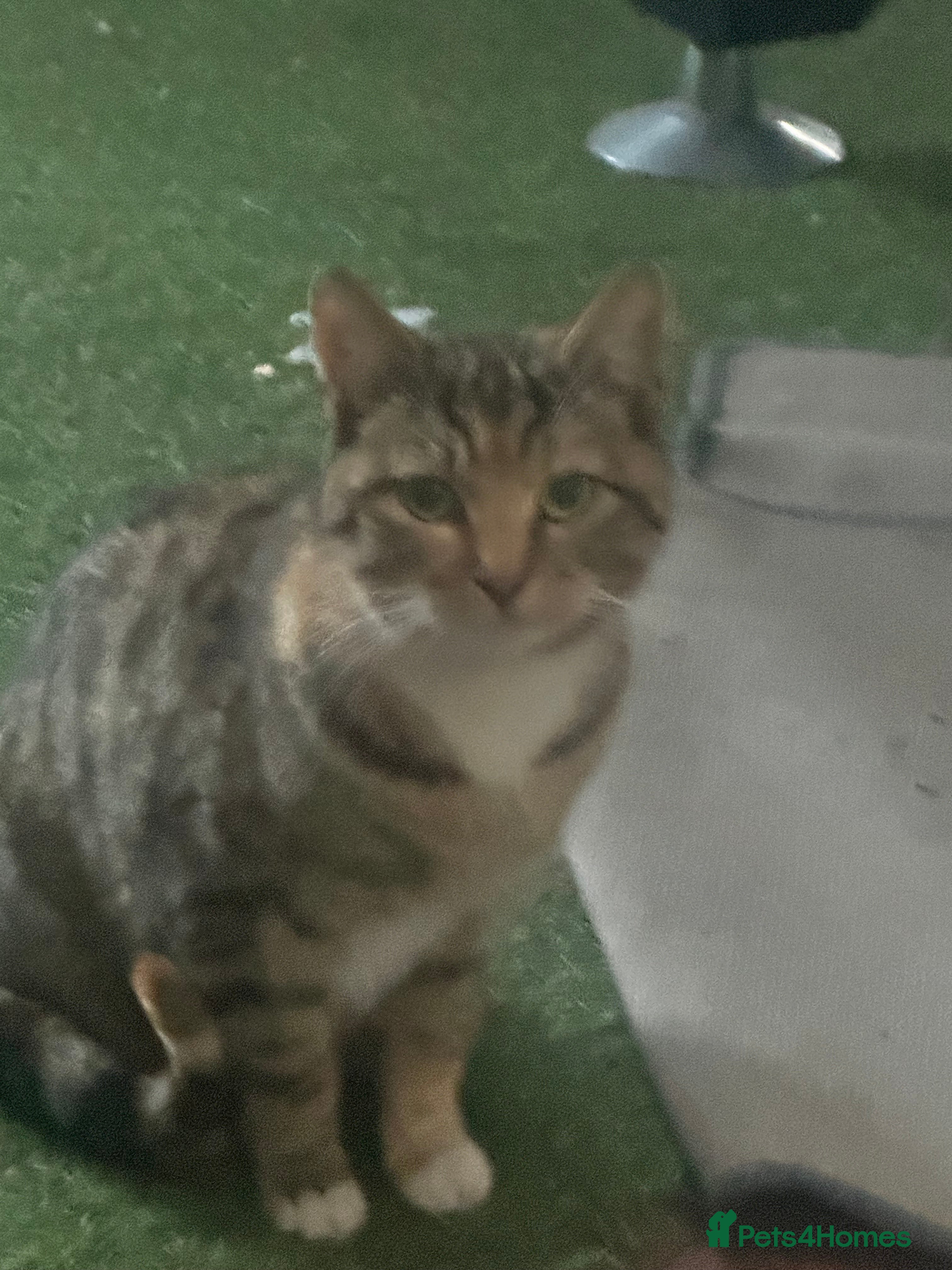 Domestic Shorthair cats for sale: Domestic shorthair kittens - Advert 4