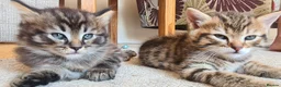 Mixed Breed cats for sale: 2 beautiful kittens - Advert 10
