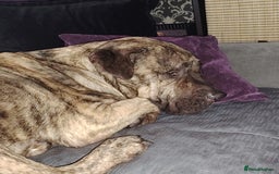 Presa Canario dogs for sale: Big softy Persa Canario for sale - Image 3