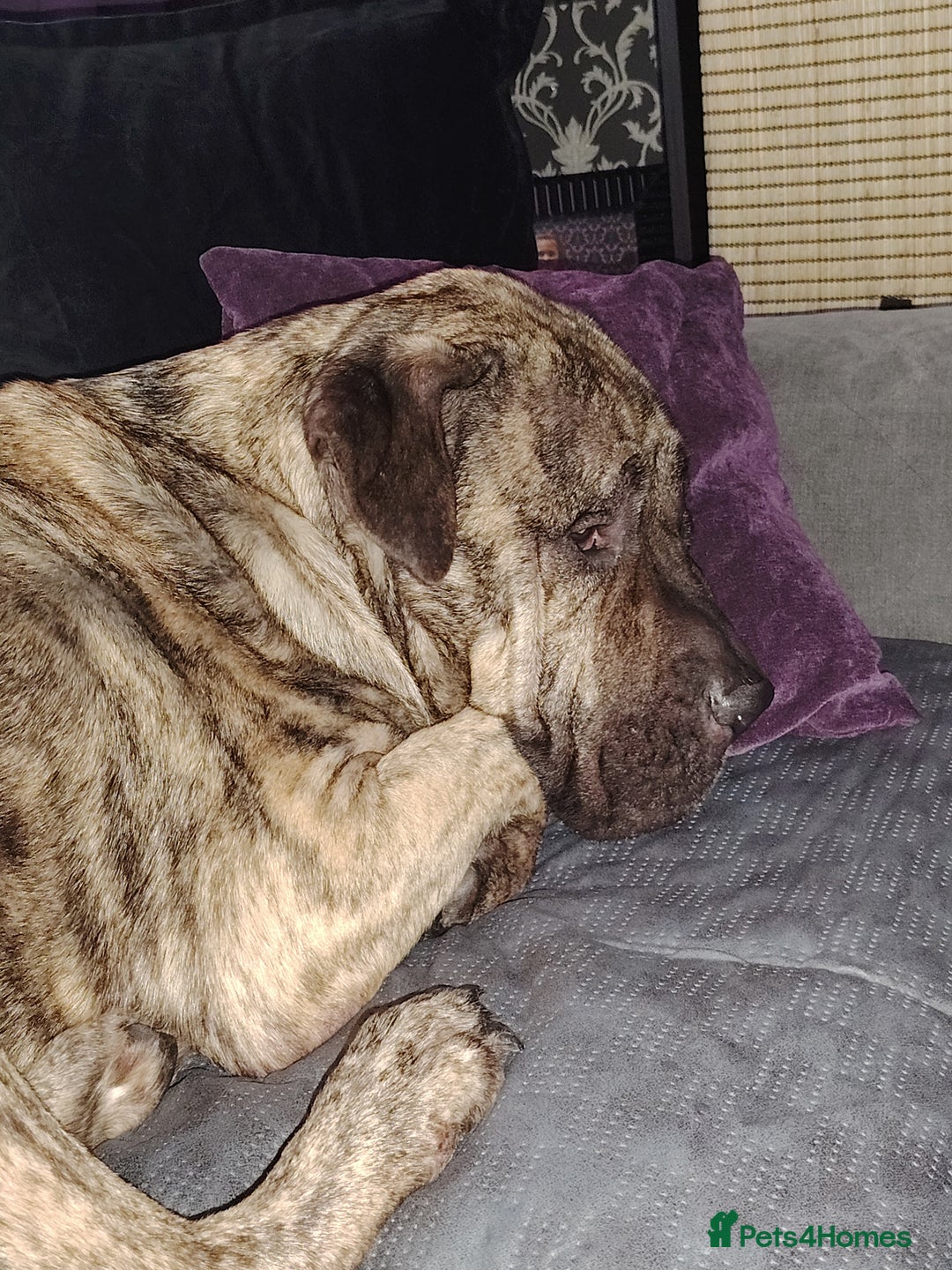 Presa Canario dogs for sale: Big softy Persa Canario for sale - Image 3