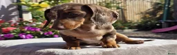 Miniature Dachshund dogs for sale: Pedigree miniature dachshund  - Advert 7