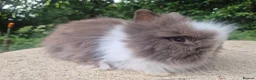 Angora rabbits for sale: ❤️STUNNING IMPORTED PARENTS- TEDDYDWERG BABIES❤️ - Advert 20