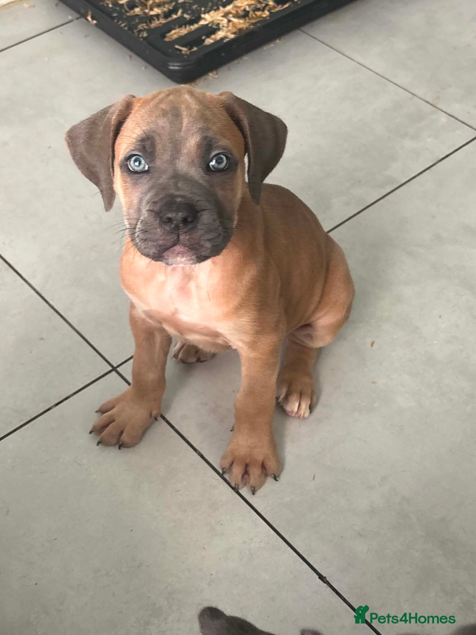 Cane Corso dogs Now ready to leave!🥰 - Advert 1