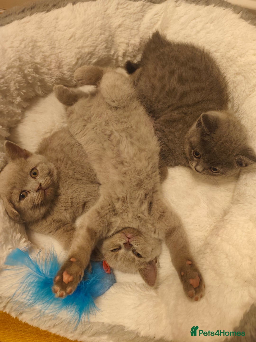 British Shorthair cats for sale: 🐾 4 Scottish Folds are looking loving homes ♥️💫 - Advert 5