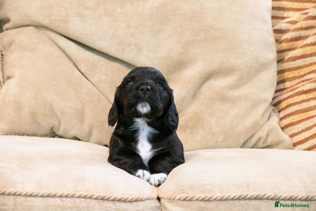 Cocker Spaniel dogs for sale: Beautiful Cocker Spaniel Puppies - Image 5
