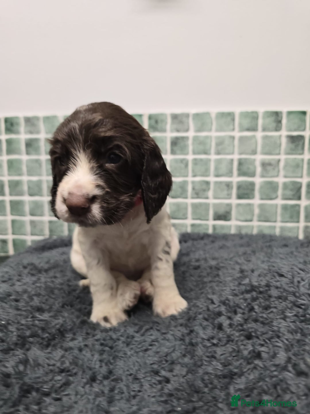 Sprocker dogs for sale: Sprocker Puppies - Advert 26