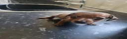 Miniature Dachshund dogs for sale: Absolutely gorgeous mini mini sausage dog  - Advert 7