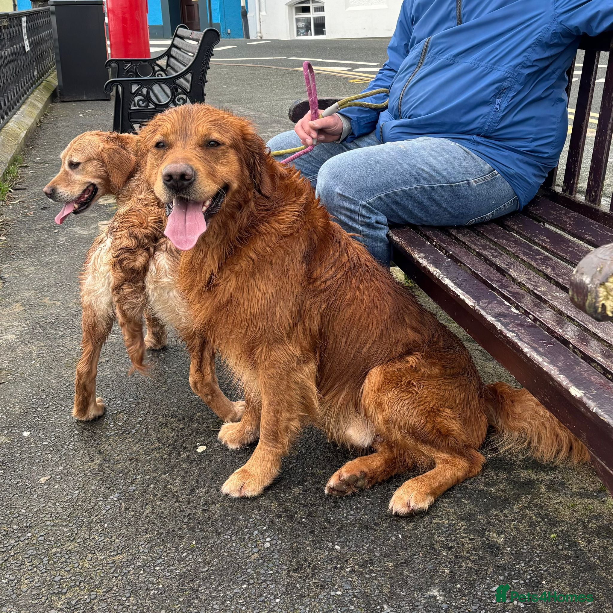 Golden Retriever dogs Trained, KC Reg, Fox Red, Golden Retriever - Advert 2