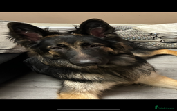 German Shepherd dogs for stud: Proven KC Registered German Shepherd  in Glasgow - Image 2