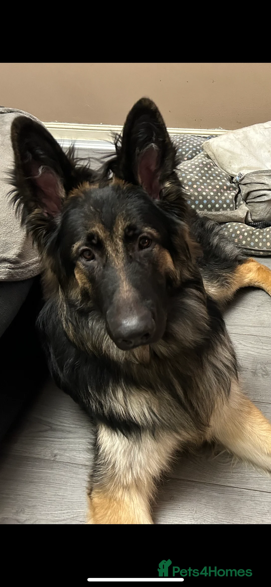 German Shepherd dogs for stud: Proven KC Registered German Shepherd  in Glasgow - Advert 2