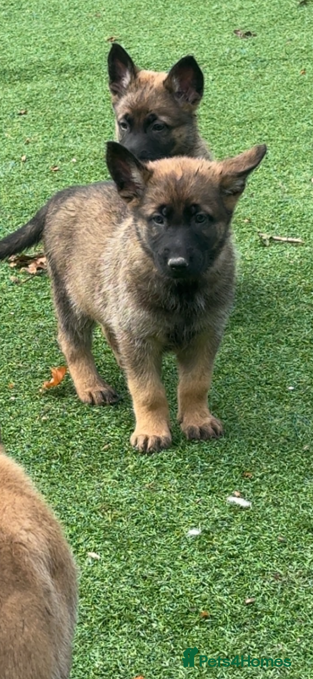Mixed Breed dogs for sale:  4 Belgian Malinois & German Shepherd Puppies - Advert 5