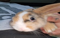 Mini Lop rabbits for sale: Baby lops(female) - Advert 2