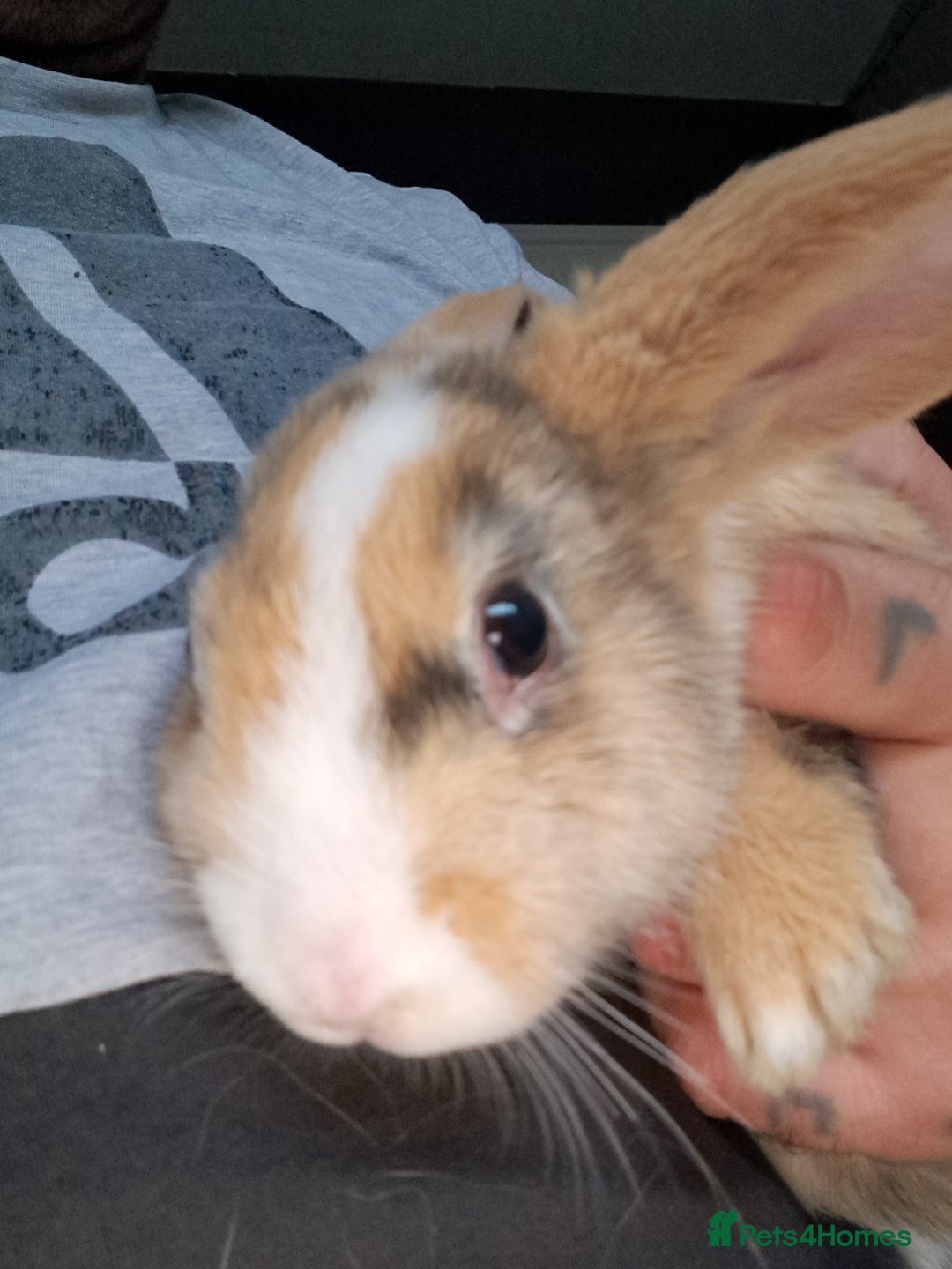 Mini Lop rabbits for sale: Baby lops(female) - Advert 2