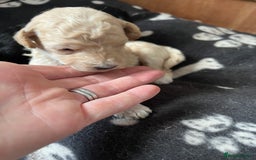 Miniature Poodle dogs for sale: Gorgeous miniature poodle pups - Image 10
