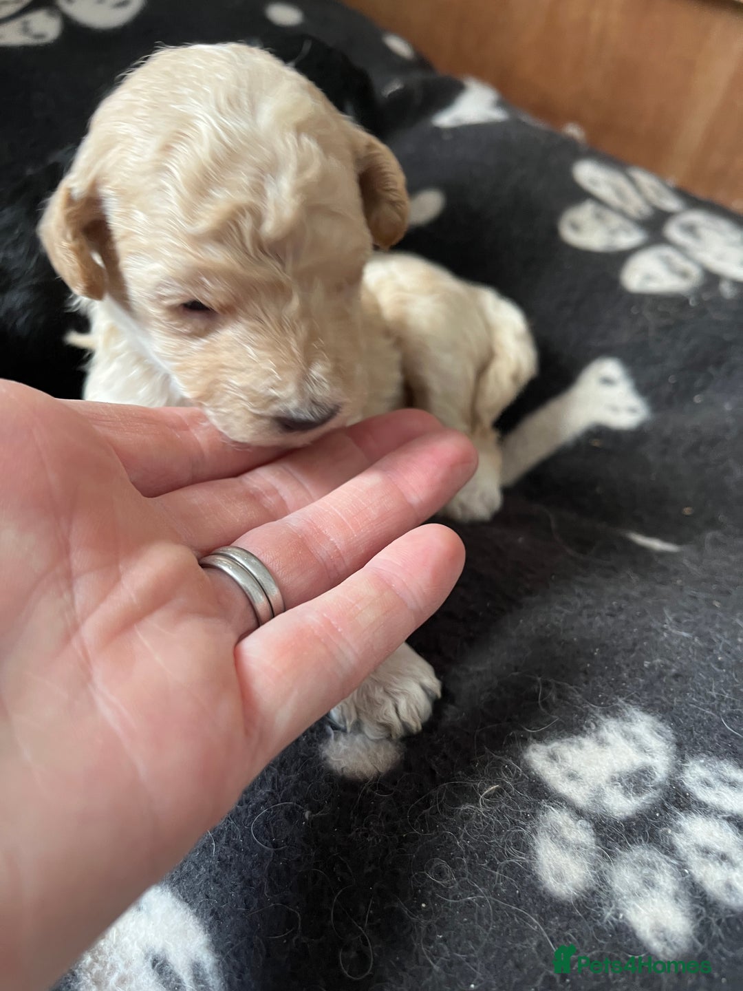 Miniature Poodle dogs for sale: Gorgeous miniature poodle pups - Image 10