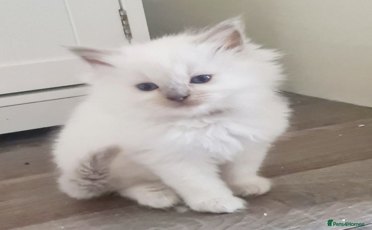 Ragdoll cats - Advert 10