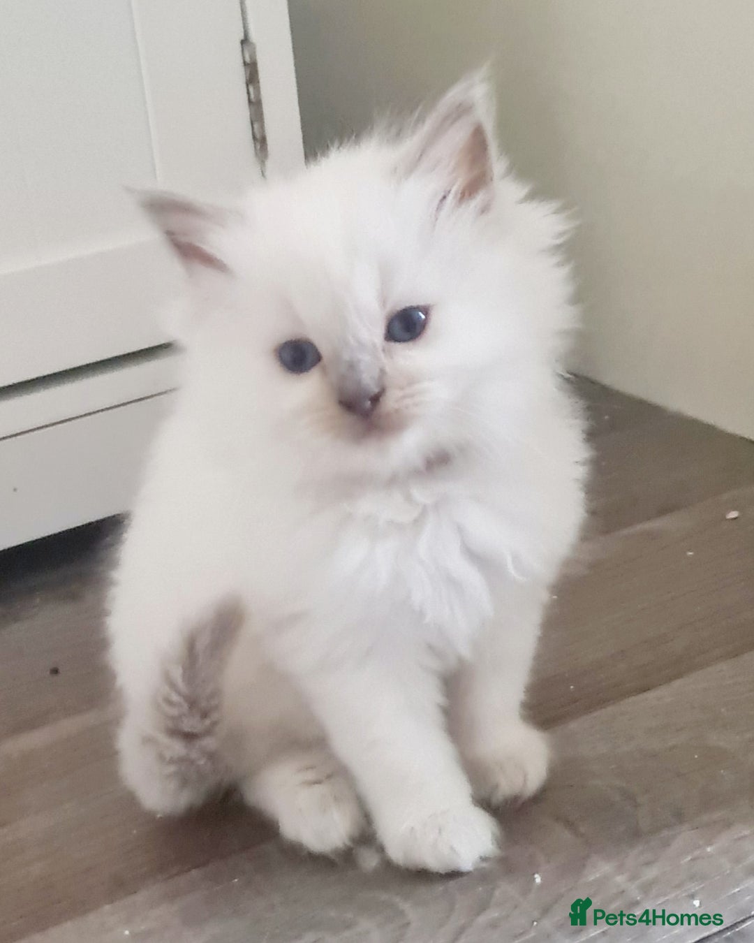 Ragdoll cats for sale: Pure ragdoll kitten LAST FEMALE AVAILABLE  - Advert 3