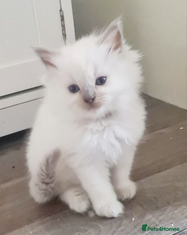 Ragdoll cats - Advert 10