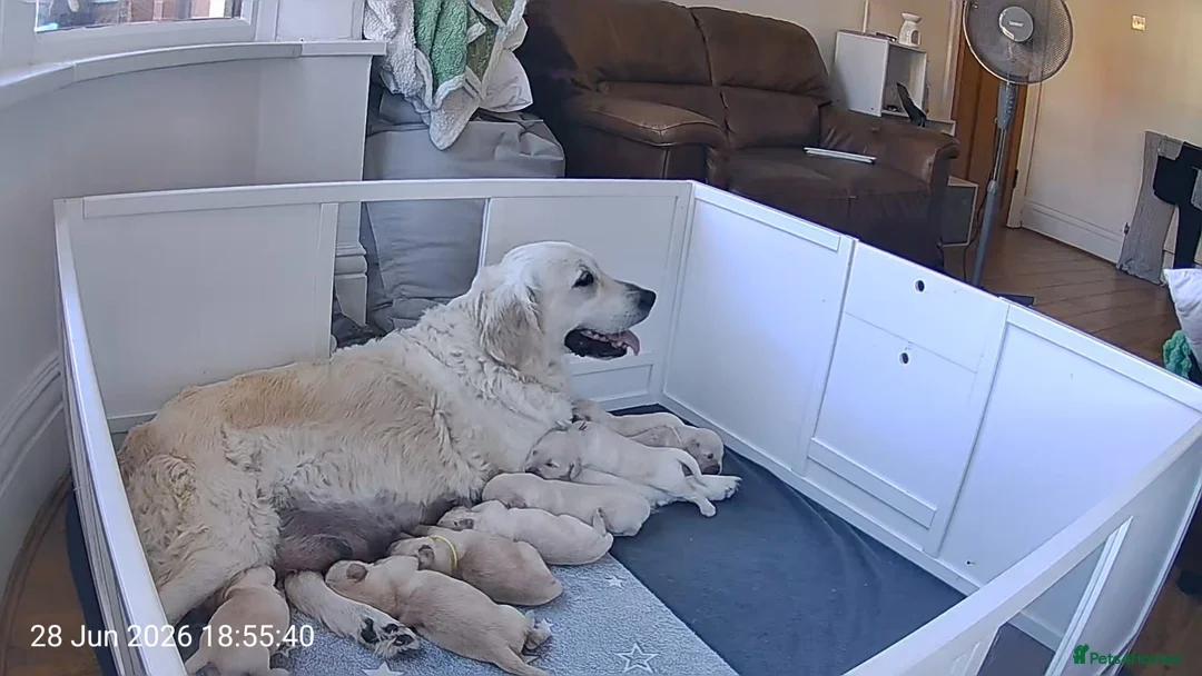 Golden Retriever dogs for sale: Two girls three boys available  golden retrievers  in Blackpool - Advert 7