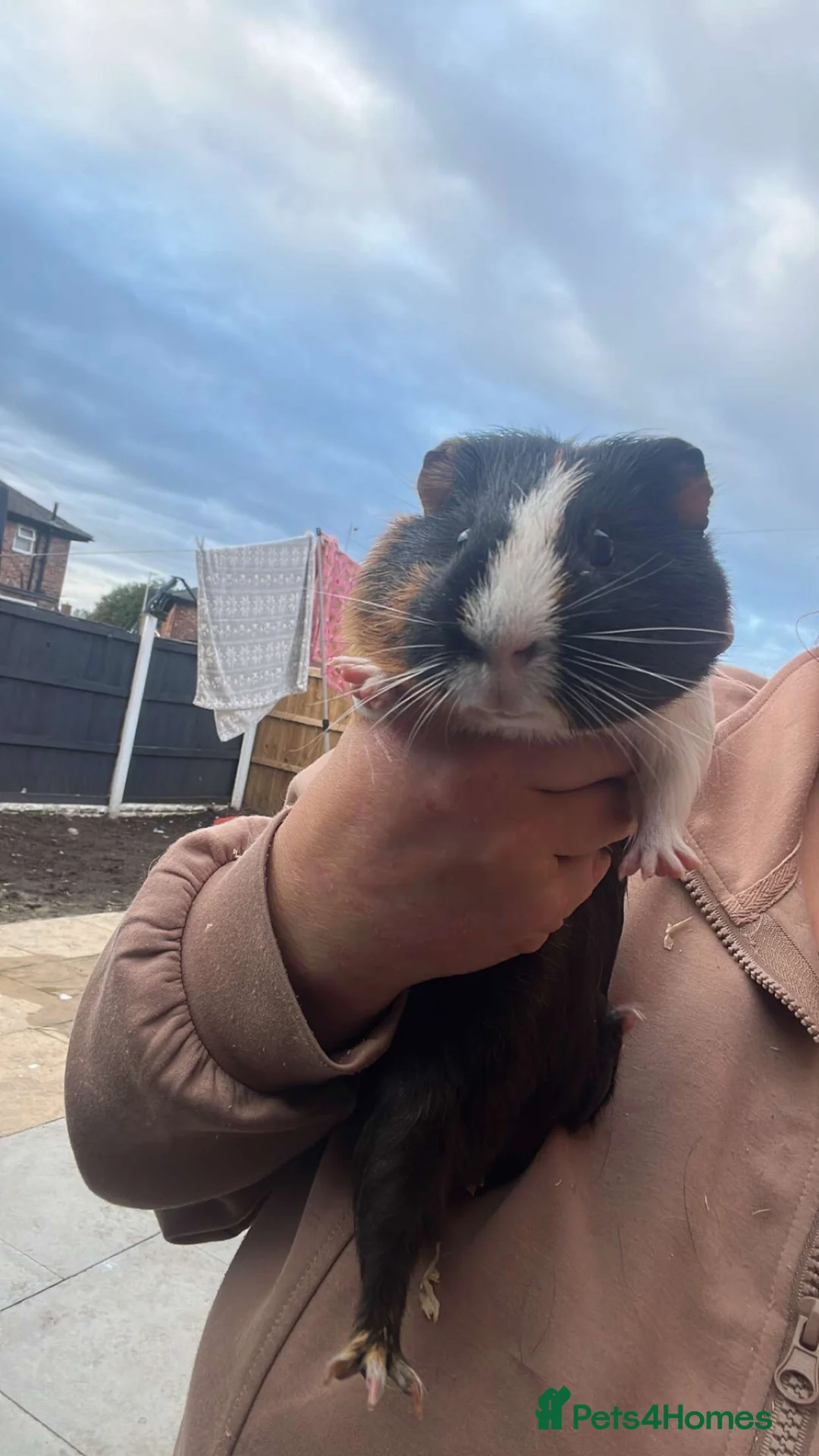 Guinea Pig rodents for sale: 2 male guinea pigs  in Warrington - Advert 1