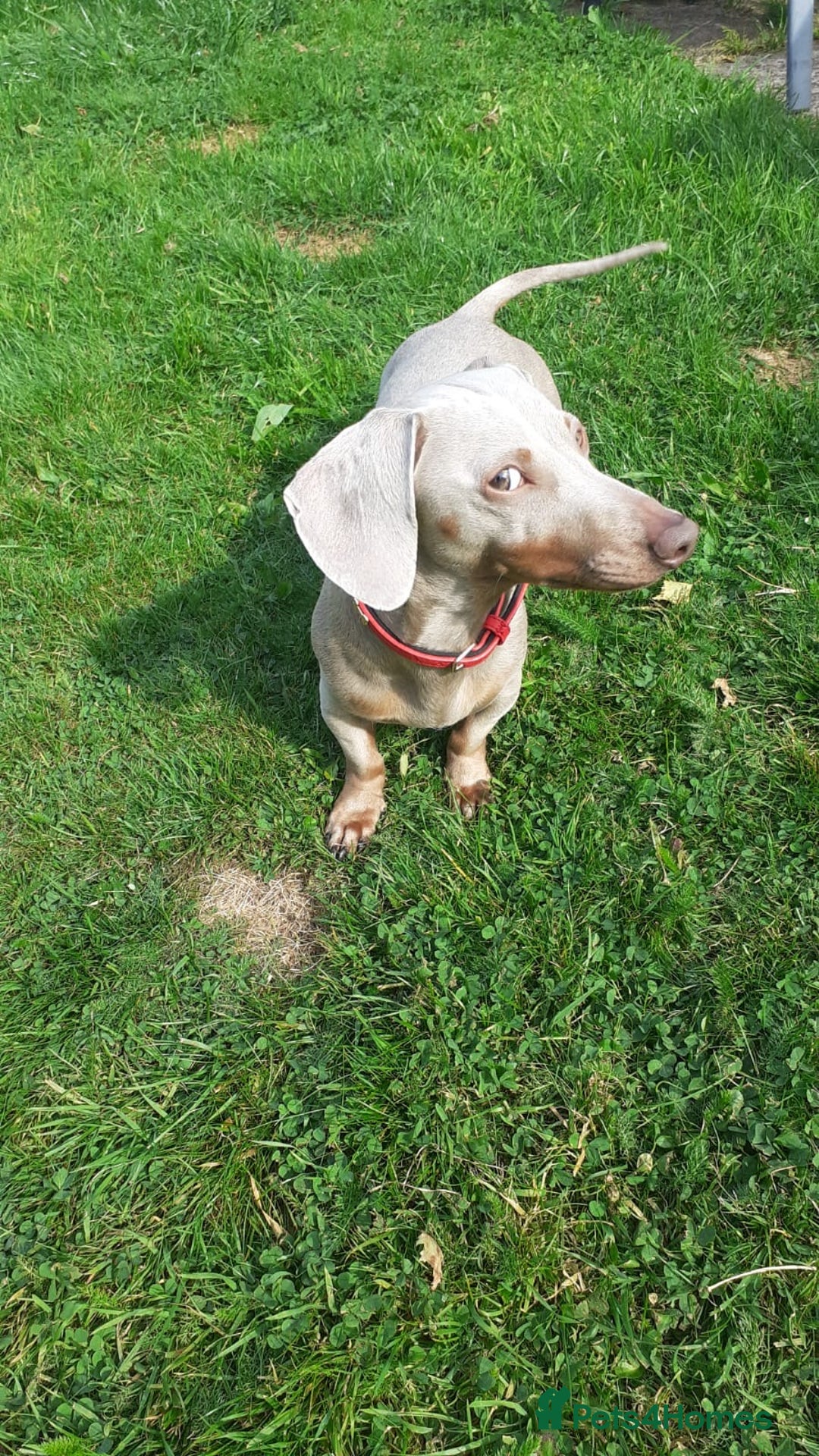 Miniature Dachshund dogs for stud: Champion Prince Buddy in Liverpool - Image 4